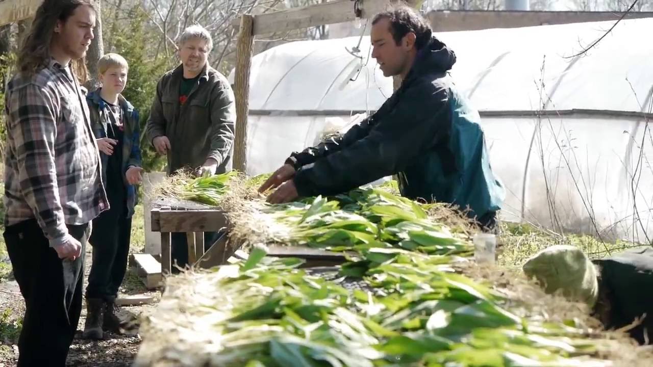 A Glimpse into Foraging: Ramp Washing